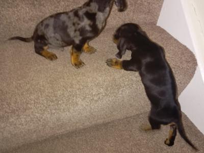 Miniature Dachshund puppy