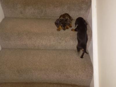Miniature Dachshund puppy