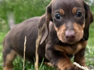 Beautiful female miniature Dachshund puppy  🐶