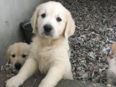 IKC Registered(pending) 5 Star Golden Retriever puppies in Mayo