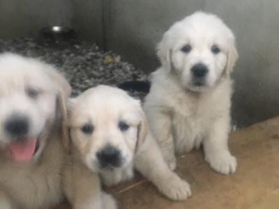IKC Registered(pending) 5 Star Golden Retriever puppies in Mayo