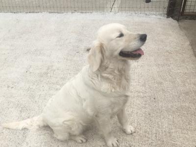 IKC Registered(pending) 5 Star Golden Retriever puppies in Mayo