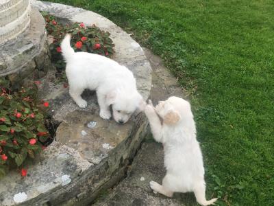 IKC Registered(pending) 5 Star Golden Retriever puppies in Mayo