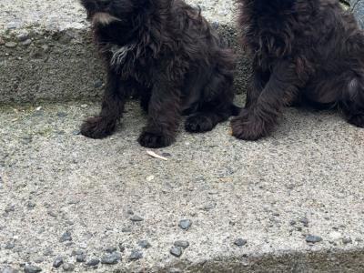 Stunning  Mini Schnoodle puppies 🐾 in Carlow