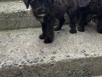 Stunning  Mini Schnoodle puppies 🐾 in Carlow