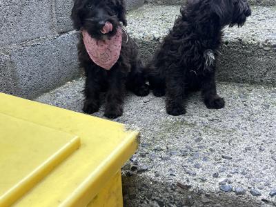 Stunning  Mini Schnoodle puppies 🐾 in Carlow