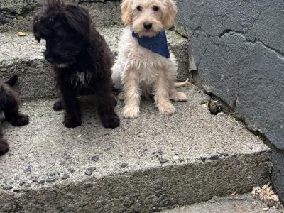 Stunning  Mini Schnoodle puppies 🐾 in Carlow