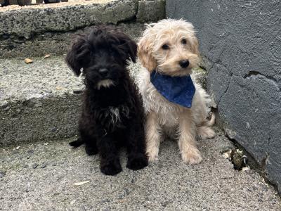 Stunning  Mini Schnoodle puppies 🐾 in Carlow