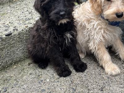 Stunning  Mini Schnoodle puppies 🐾 in Carlow