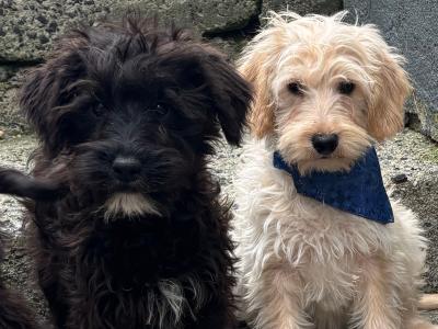 Stunning  Mini Schnoodle puppies 🐾 in Carlow