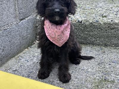 Stunning  Mini Schnoodle puppies 🐾 in Carlow
