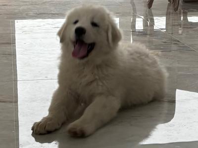 Chunky  Monkeys ~ Pyrenees Mountain dog X puppies in Roscommon