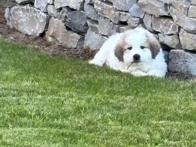 Chunky  Monkeys ~ Pyrenees Mountain dog X puppies in Roscommon