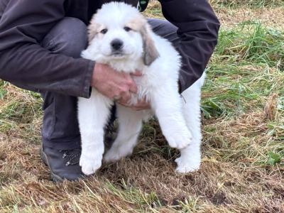 Chunky  Monkeys ~ Pyrenees Mountain dog X puppies in Roscommon