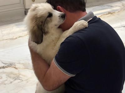 Chunky  Monkeys ~ Pyrenees Mountain dog X puppies in Roscommon