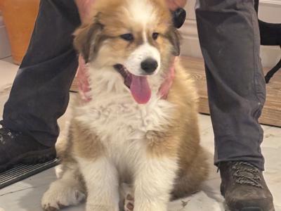 Chunky  Monkeys ~ Pyrenees Mountain dog X puppies in Roscommon