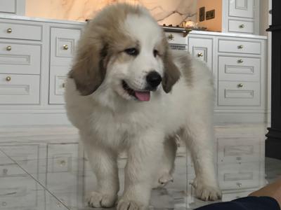 Chunky  Monkeys ~ Pyrenees Mountain dog X puppies in Roscommon