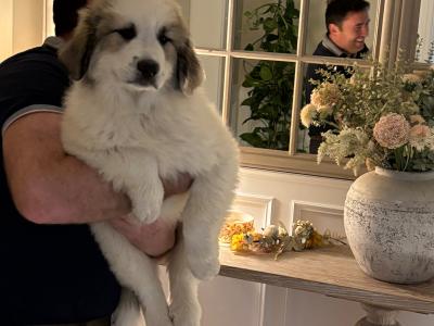 Chunky  Monkeys ~ Pyrenees Mountain dog X puppies in Roscommon