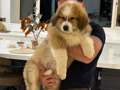 Chunky  Monkeys ~ Pyrenees Mountain dog X puppies in Roscommon