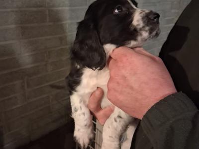 IKC Registered Springer Spaniel puppies in Wicklow
