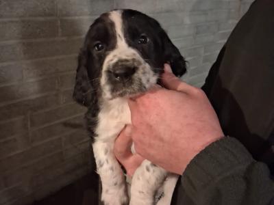 IKC Registered Springer Spaniel puppies in Wicklow