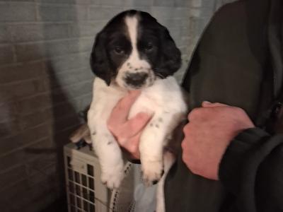 IKC Registered Springer Spaniel puppies in Wicklow