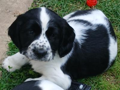 IKC Registered Springer Spaniel puppies in Wicklow