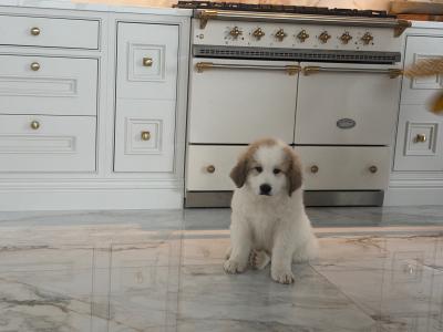 Chunky  Monkeys ~ Pyrenees Mountain dog X puppies in Roscommon