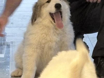 Chunky  Monkeys ~ Pyrenees Mountain dog X puppies in Roscommon