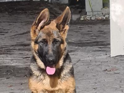 IKC Registered female German Shepherd puppy 4 months old in Cork - €799
