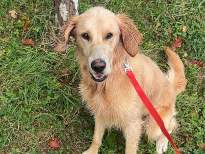 1 year old male Golden Retriever x Red Setter puppy in Laois