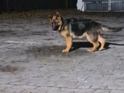 IKC Registered female German Shepherd puppy 4 months old in Cork - €799