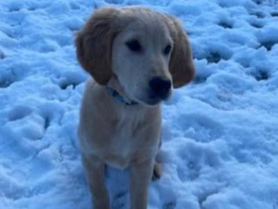 1 year old male Golden Retriever x Red Setter puppy in Laois