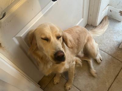 1 year old male Golden Retriever x Red Setter puppy in Laois