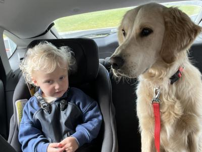 1 year old male Golden Retriever x Red Setter puppy in Laois