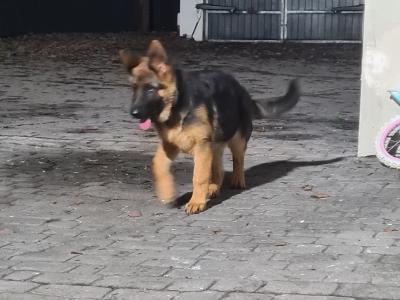 IKC Registered female German Shepherd puppy 4 months old in Cork - €799
