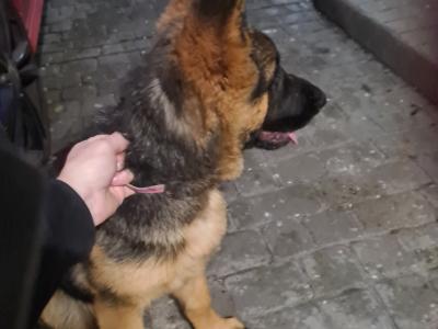 IKC Registered female German Shepherd puppy 4 months old in Cork - €799