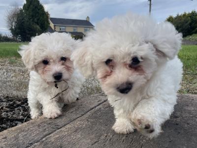 Beautiful Bichon Frise puppies in Cavan