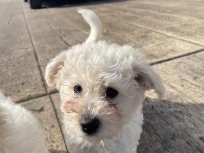 Beautiful Bichon Frise puppies in Cavan