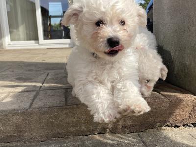 Beautiful Bichon Frise puppies in Cavan
