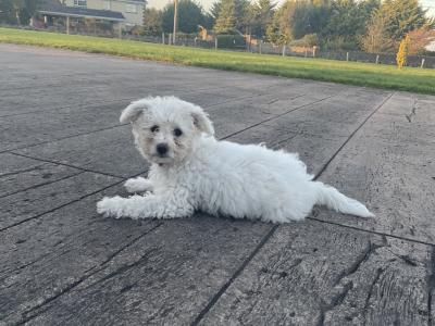 Beautiful Bichon Frise puppies in Cavan