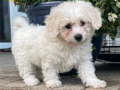 Beautiful Bichon Frise puppies in Cavan