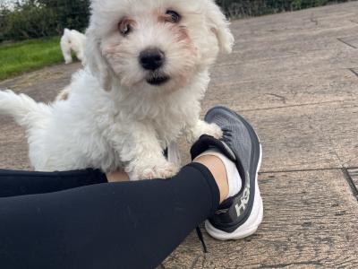 Beautiful Bichon Frise puppies in Cavan