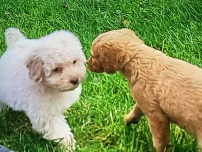 Cavapoo puppies in Limerick
