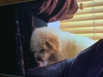 Cavapoo puppies in Limerick