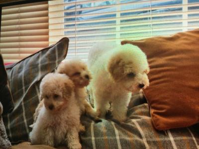 Cavapoo puppies in Limerick