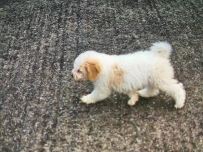 Cavapoo puppies in Limerick