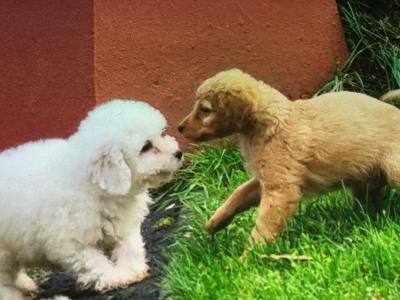 Cavapoo puppies in Limerick