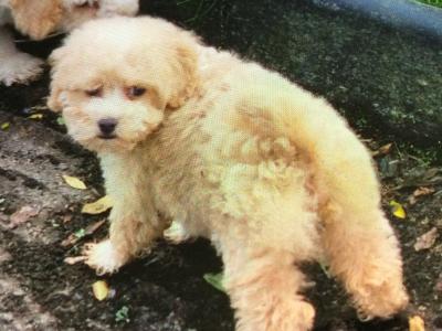 Cavapoo puppies in Limerick