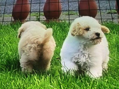 Cavapoo puppies in Limerick
